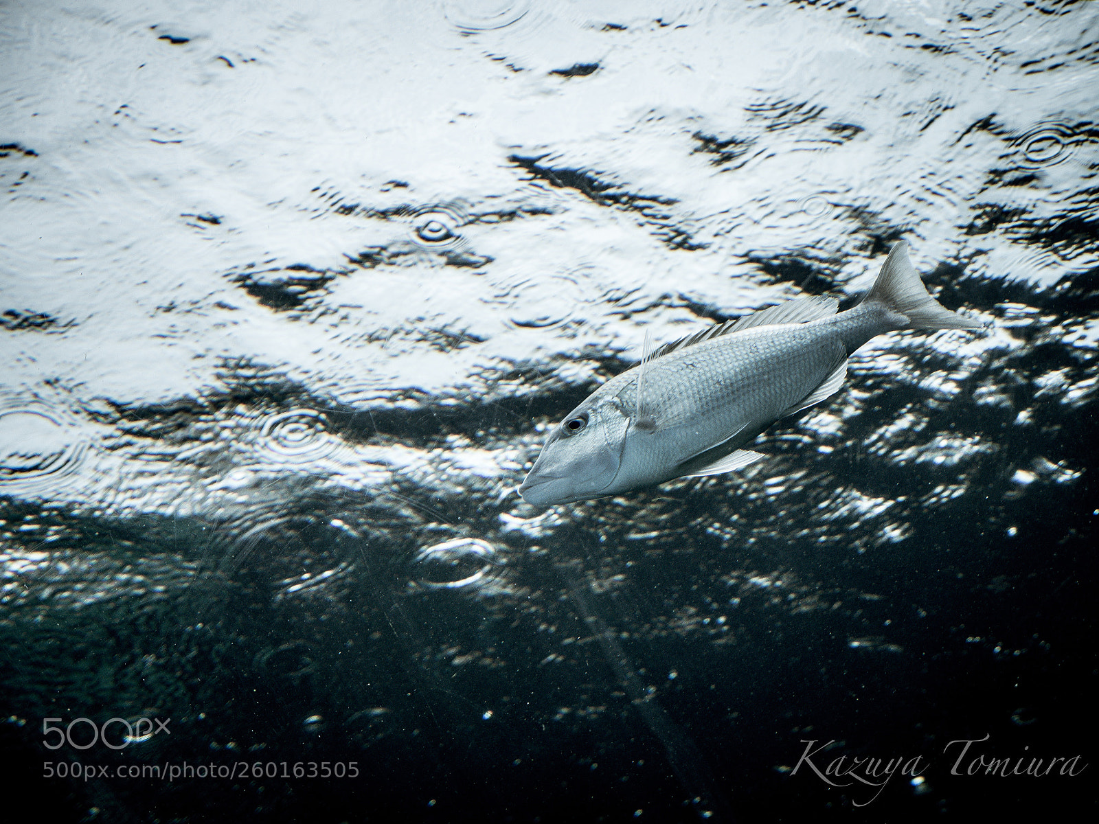 Panasonic Lumix DMC-GH4 sample photo. Ripple & fish photography