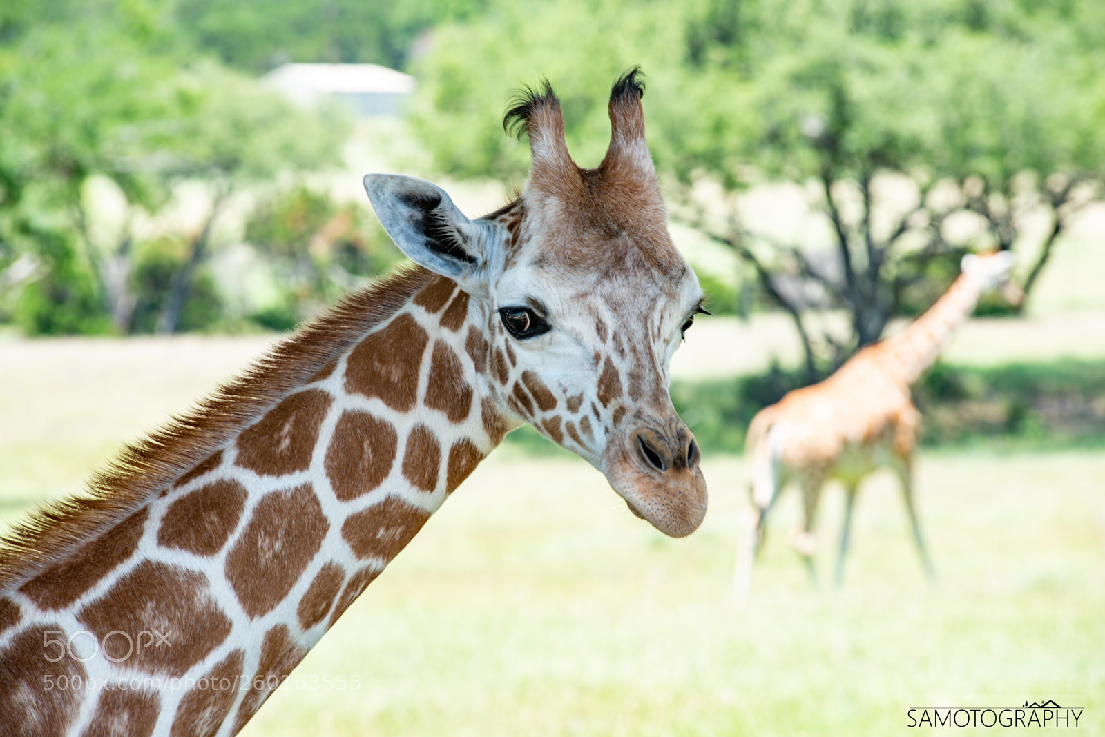 Nikon D750 sample photo. Cute as a...giraffe! photography