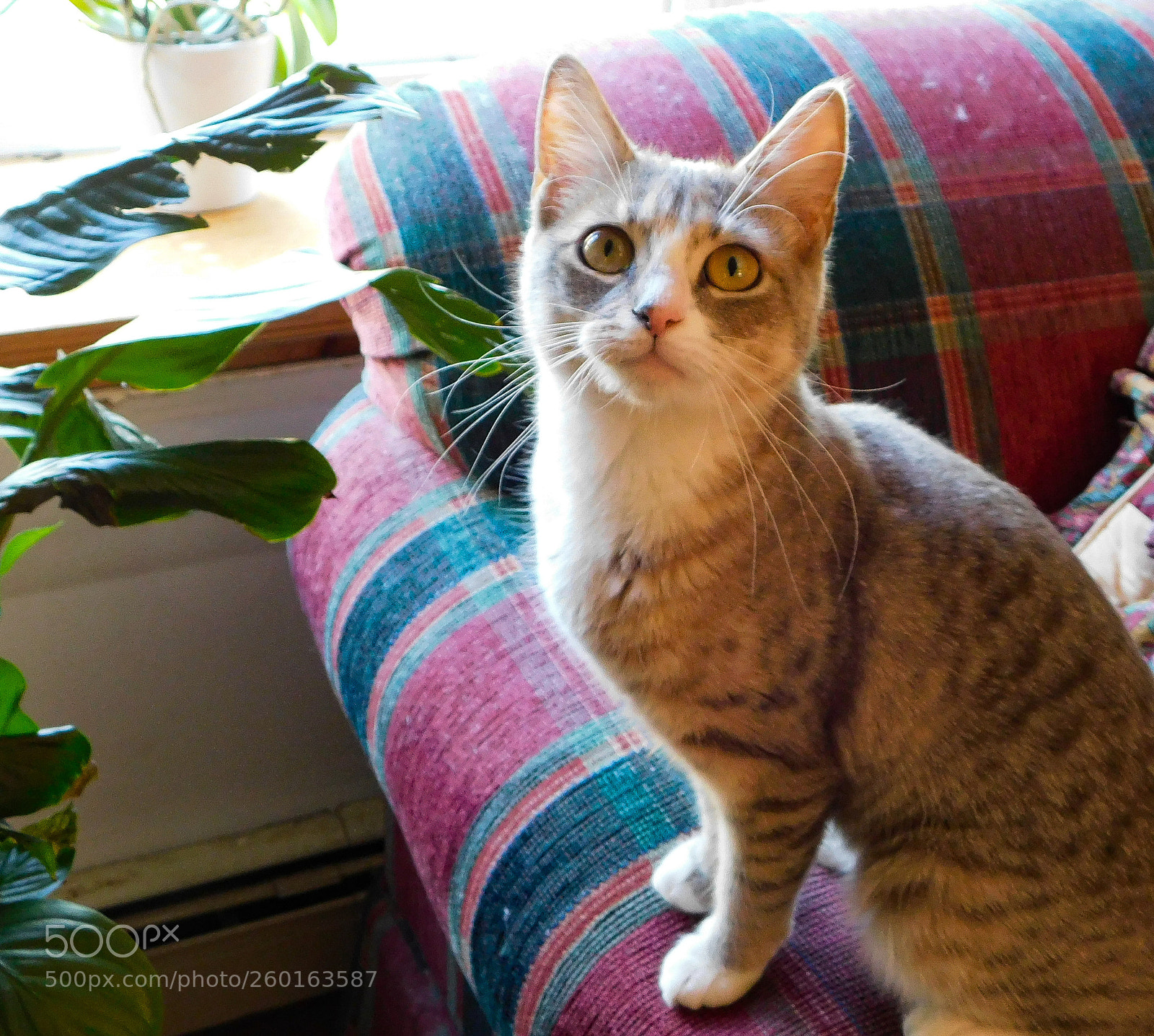 Nikon Coolpix B500 sample photo. Trixie girl photography