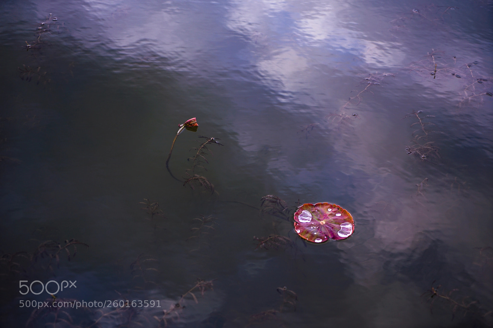 Sony a7 II sample photo. Dsc photography