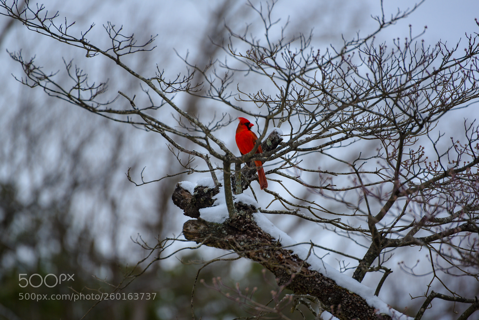 Nikon D750 sample photo. Winter cardinal photography
