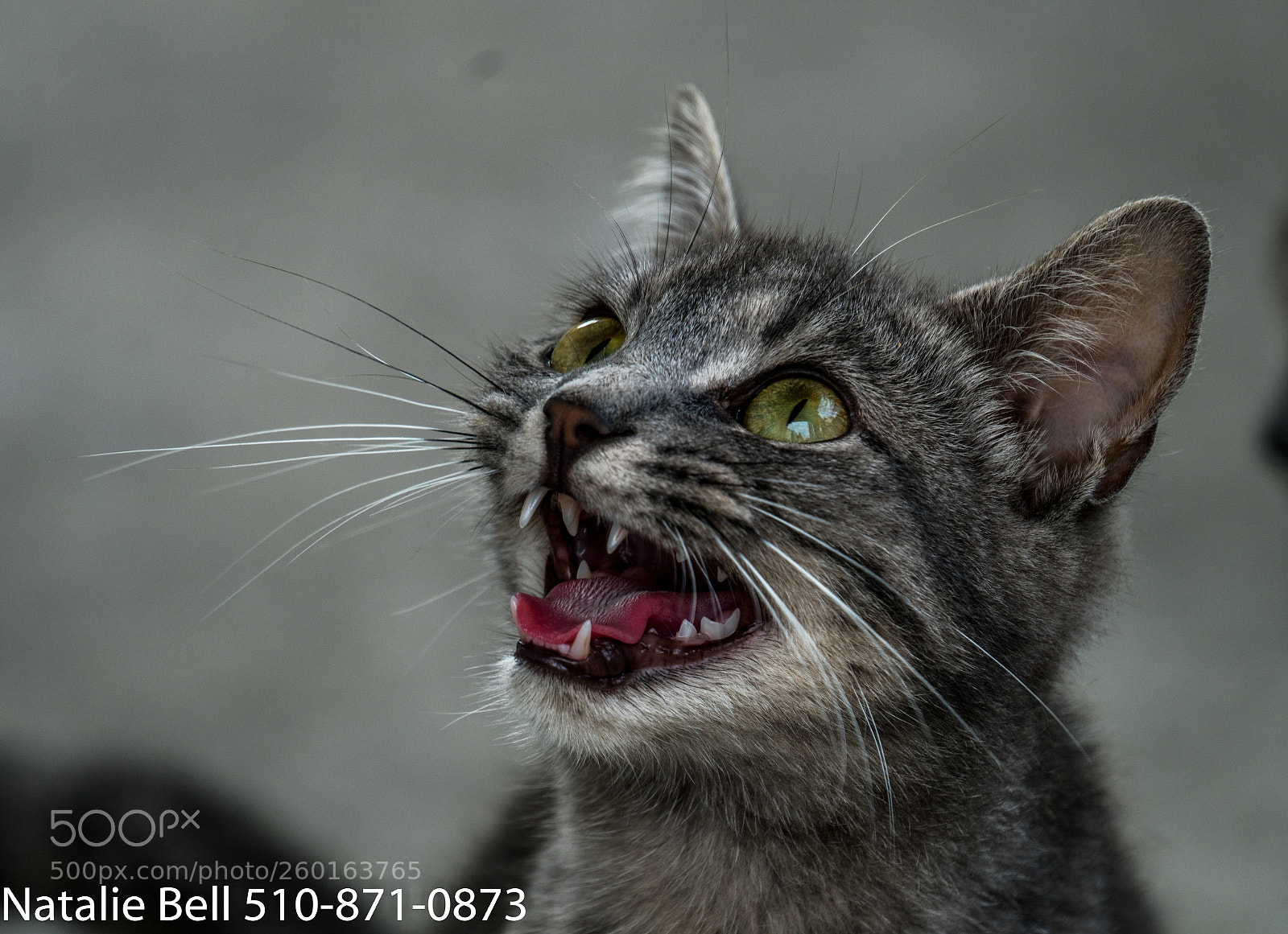 Sony a7R II sample photo. Wild cat photography