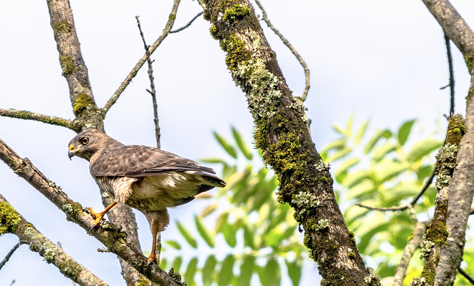 Nikon D500 sample photo. Hawk eye photography