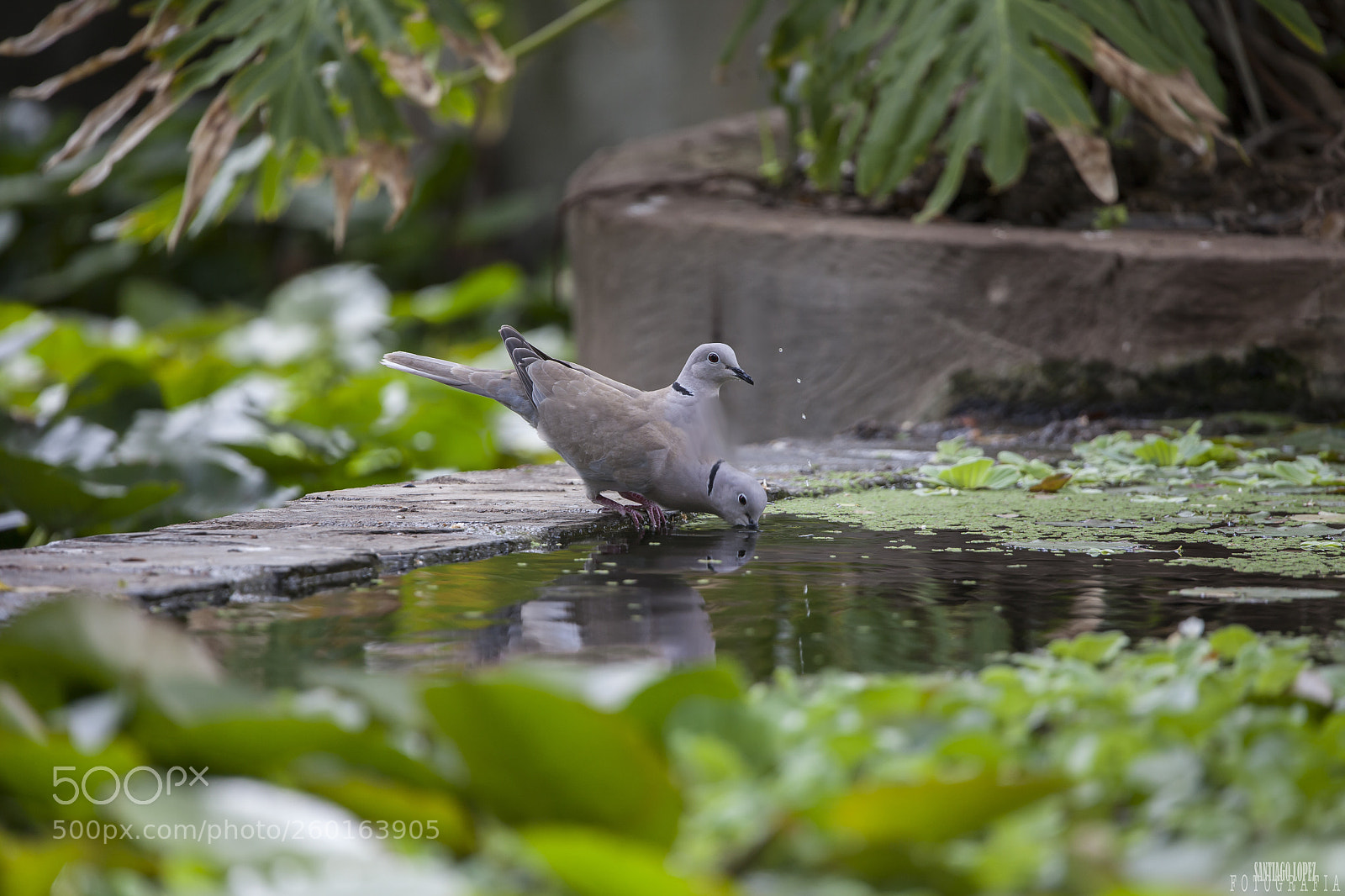 Canon EOS 5D Mark II sample photo. Tortola photography