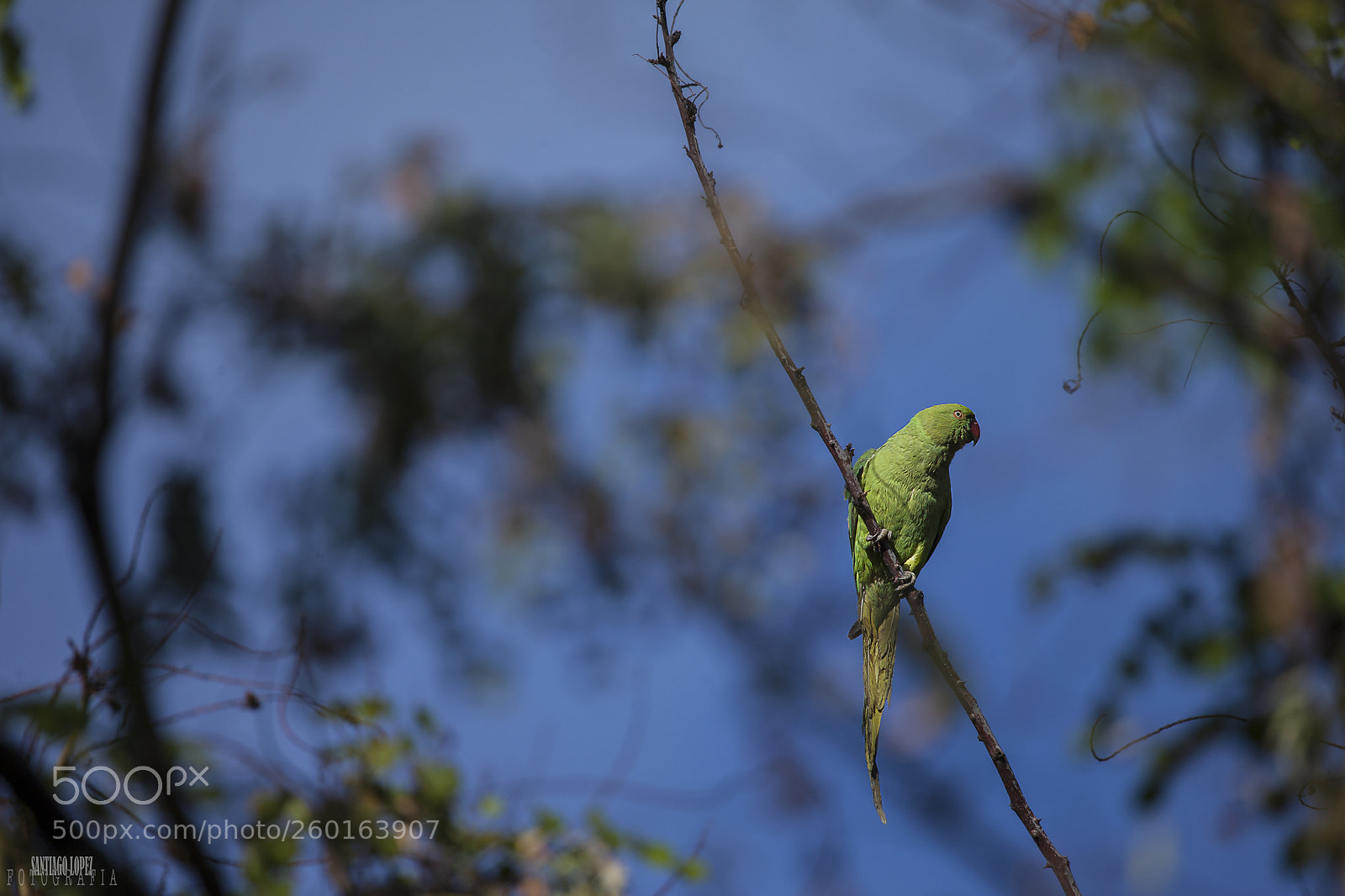 Canon EOS 5D Mark II sample photo. Periquito photography