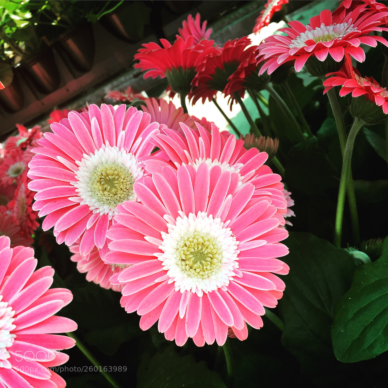 Apple iPhone 6 sample photo. Untitled photography