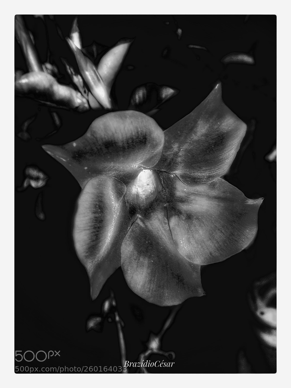 Apple iPhone 6s sample photo. Untitled photography