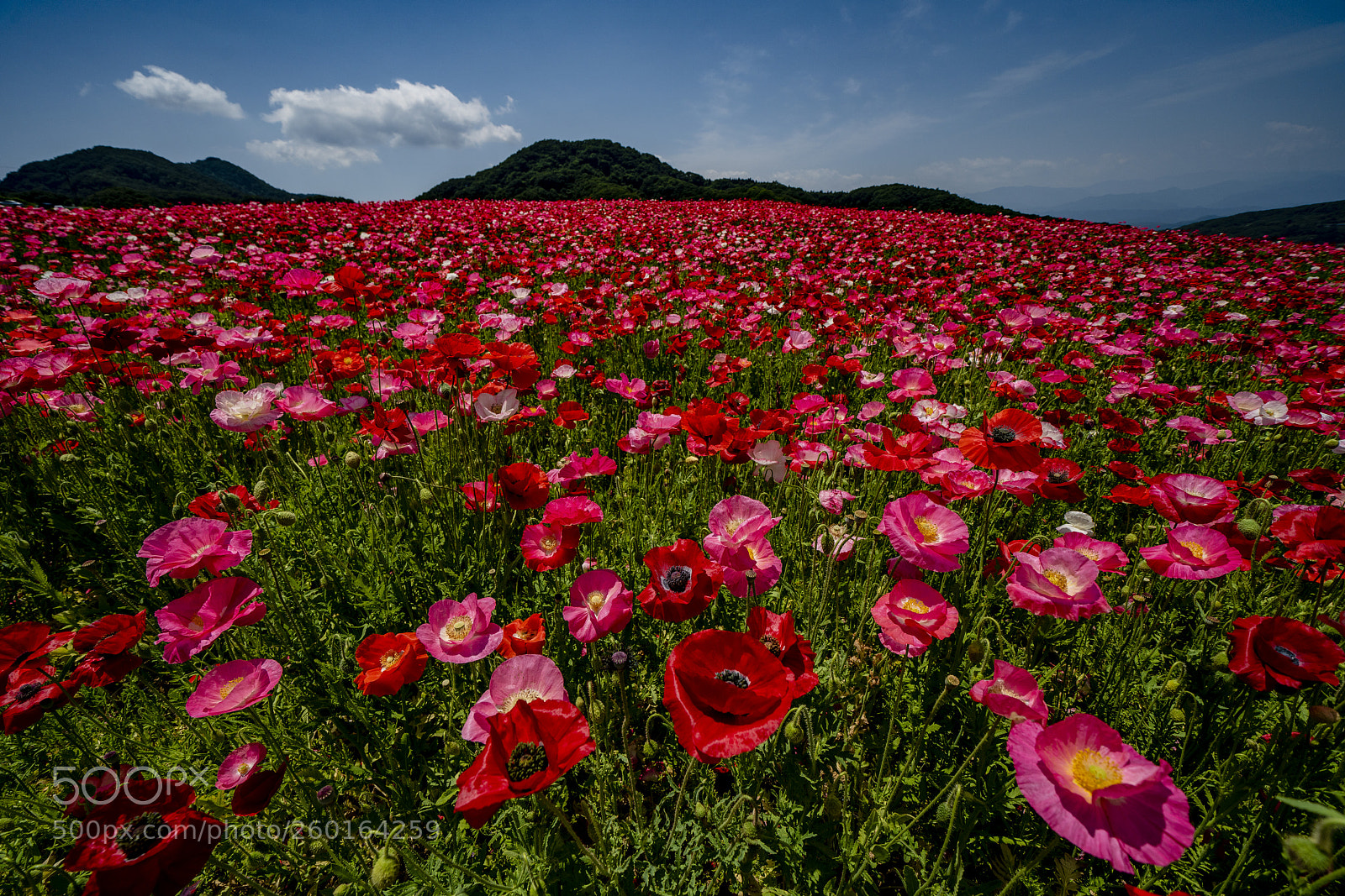 Sony a7R III sample photo. In the sky photography