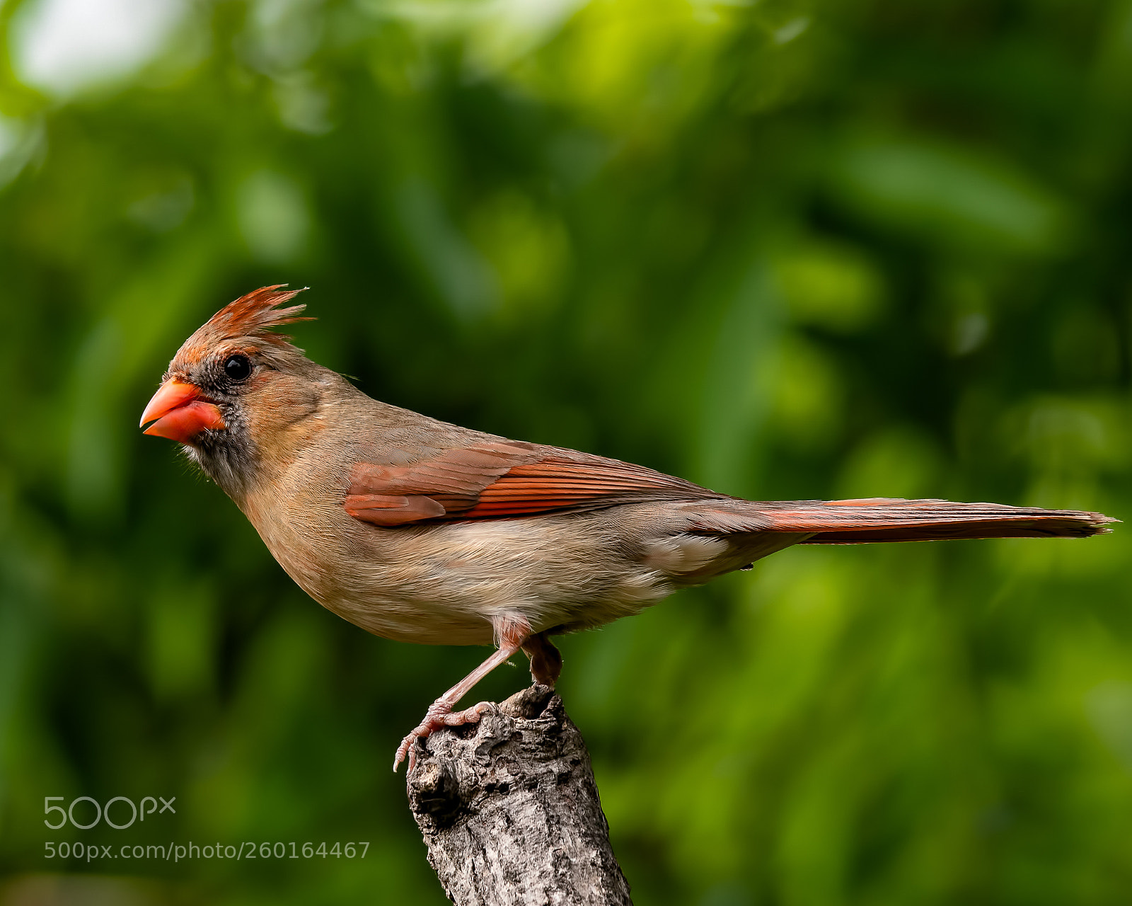 Nikon D850 sample photo. Northern cardinal photography