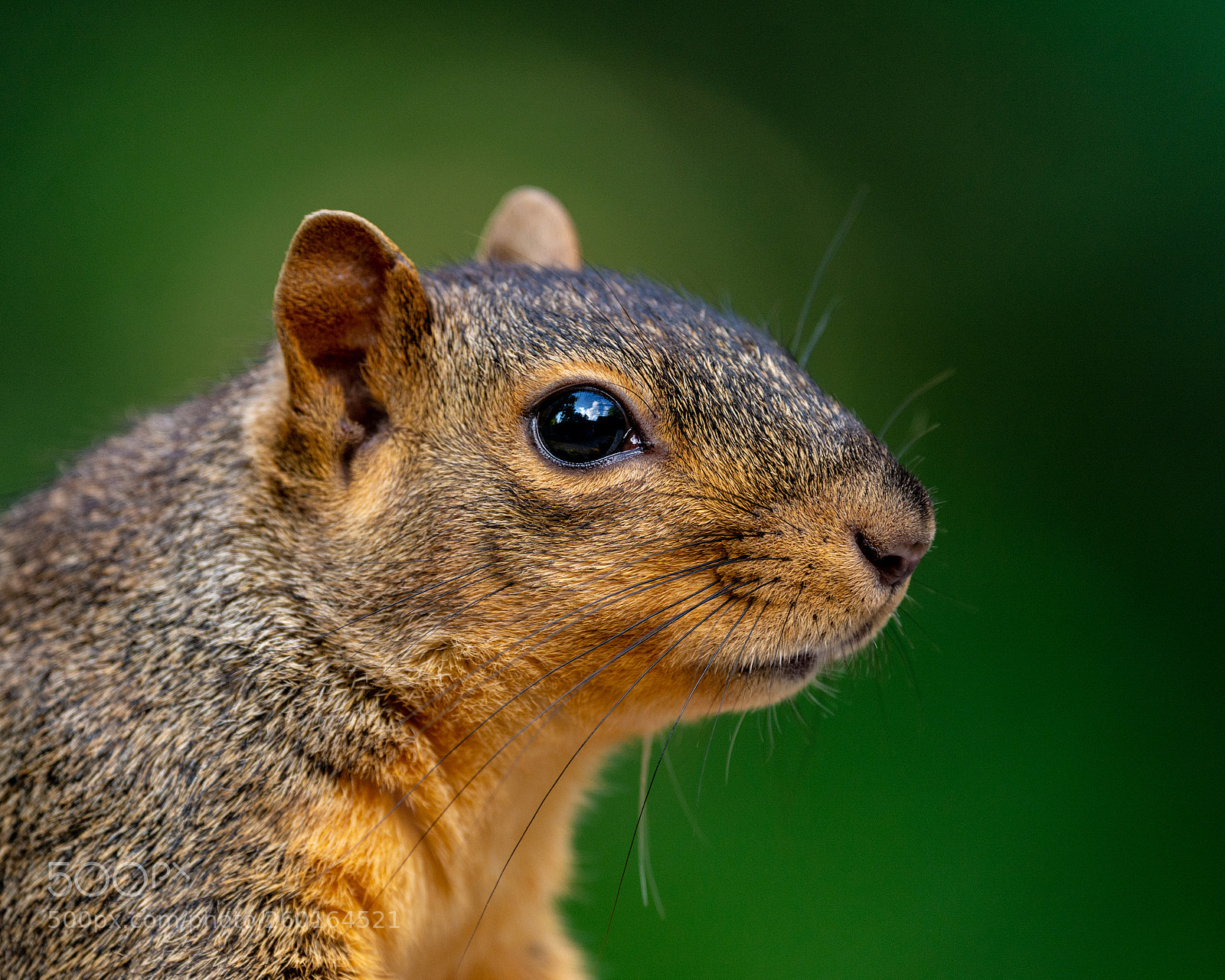 Nikon D7100 sample photo. Tree rat photography