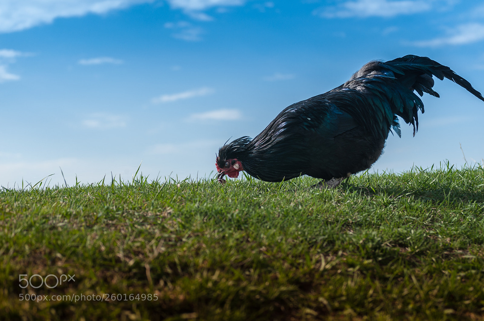 Nikon D5000 sample photo. Rooster treat photography