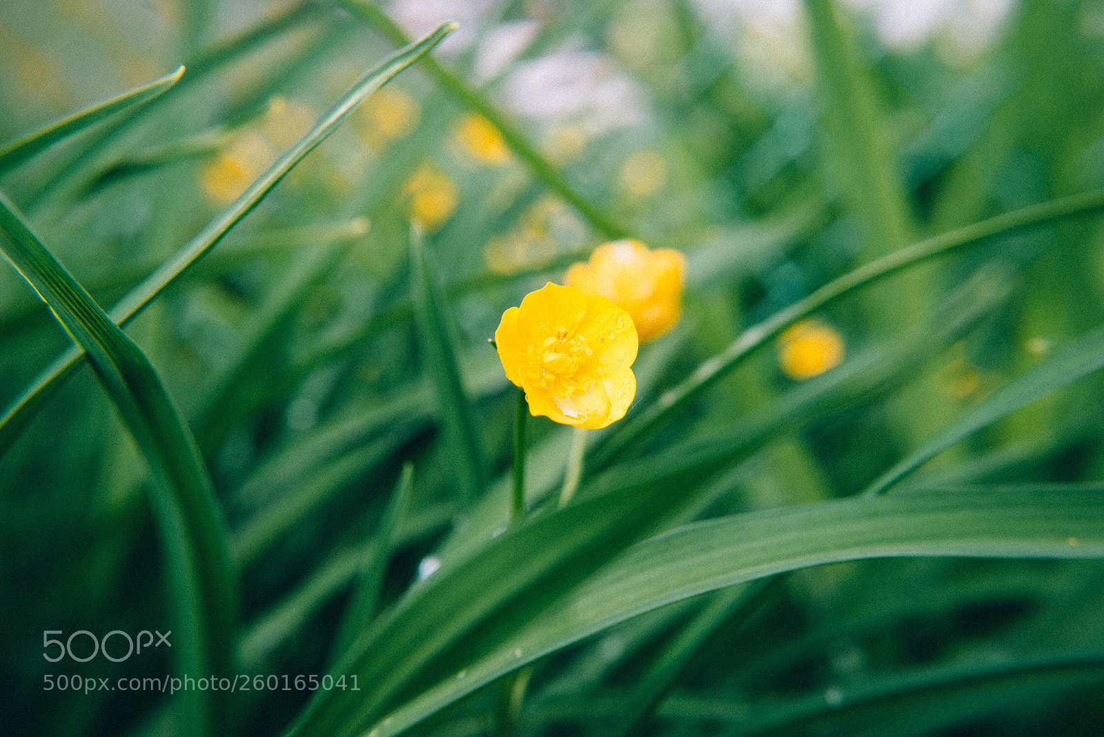 Nikon D600 sample photo. 初夏 photography