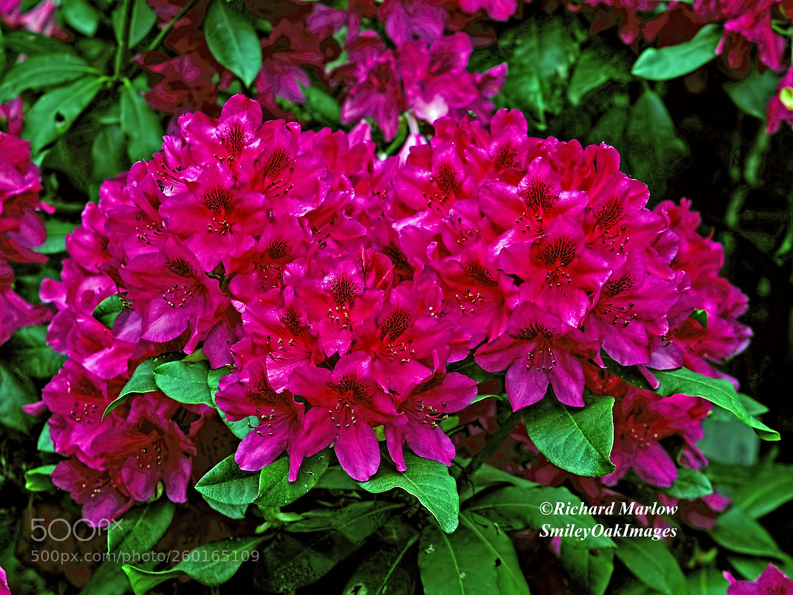 Nikon D5000 sample photo. Rhododendron blooms photography