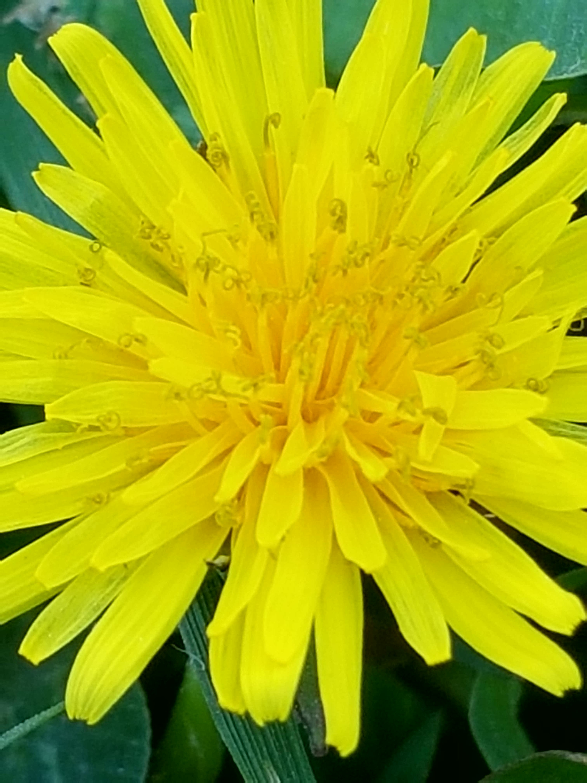 Samsung Galaxy Note Fan Edition sample photo. Yellow flower photography