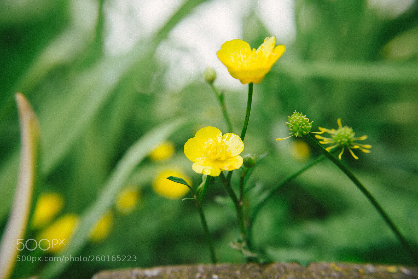 Nikon D600 sample photo. 摇曳 photography
