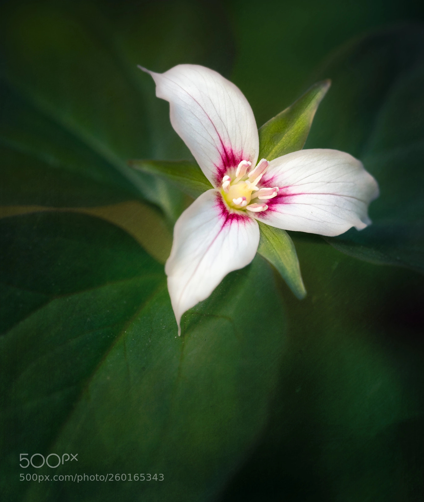 Olympus OM-D E-M1 sample photo. Painted trillium.. photography