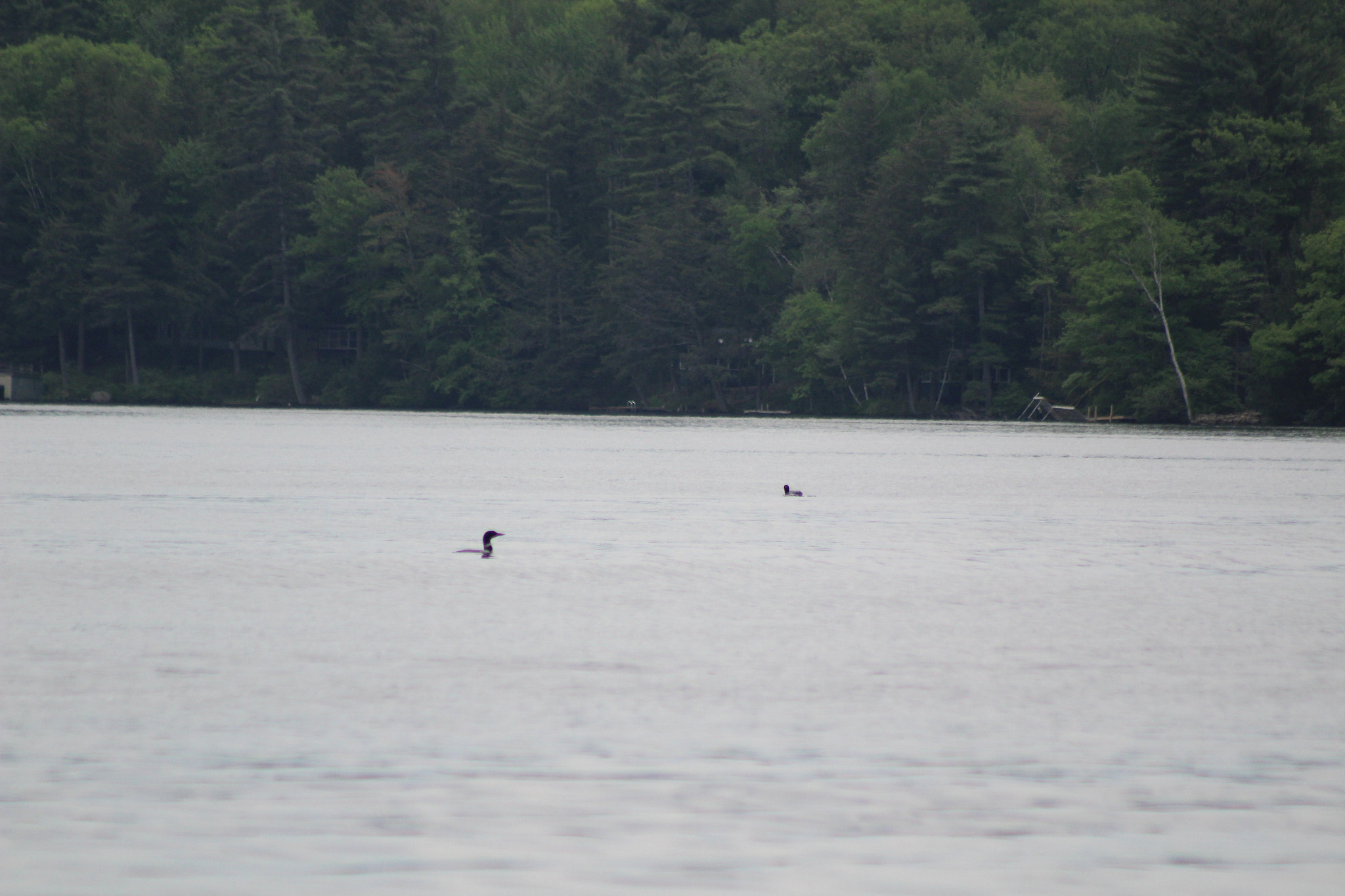 Canon EF 75-300mm f/4-5.6 sample photo. Img photography