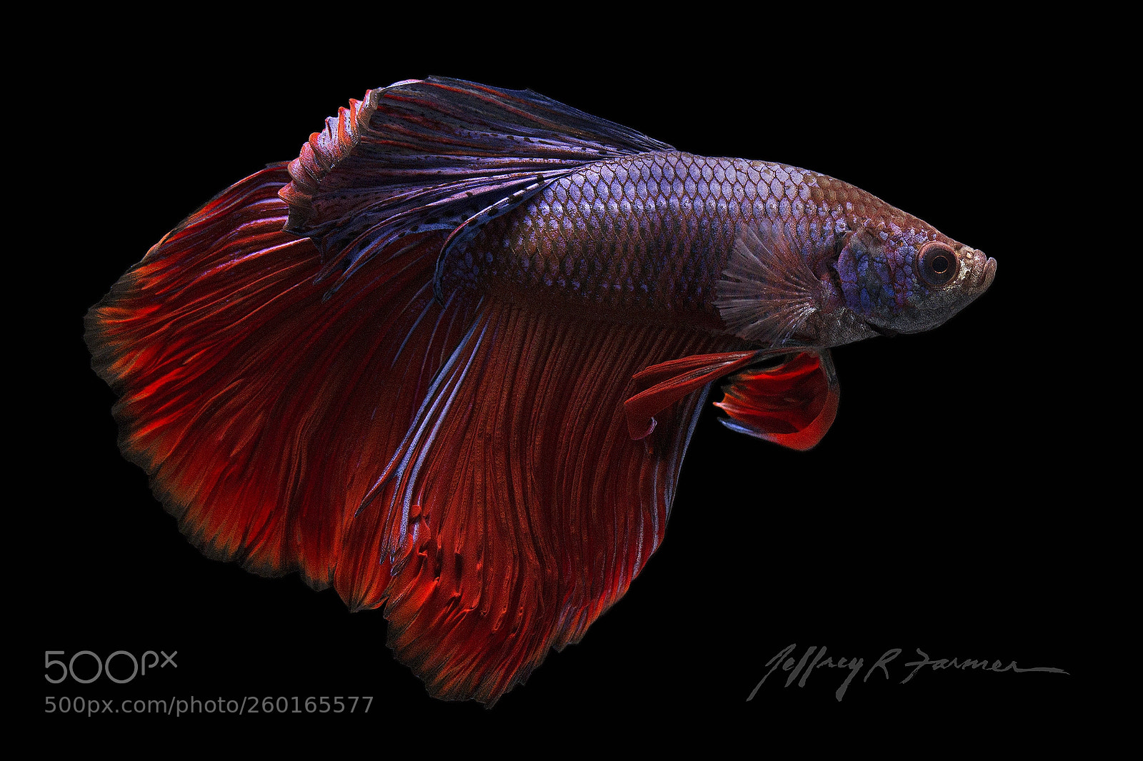 Canon EOS 70D sample photo. Betta portrait photography