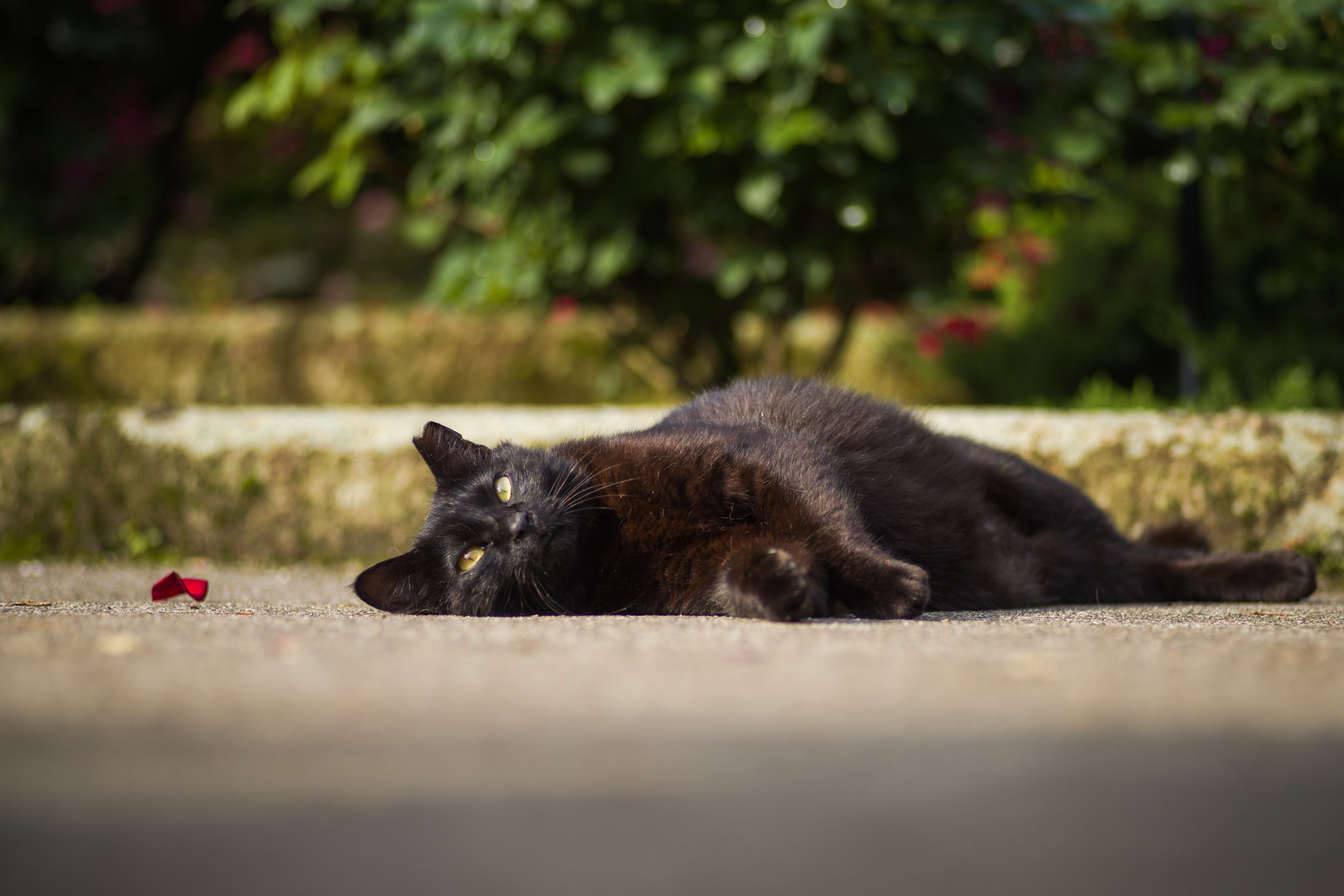 Pentax K-1 Mark II sample photo. Black cat photography