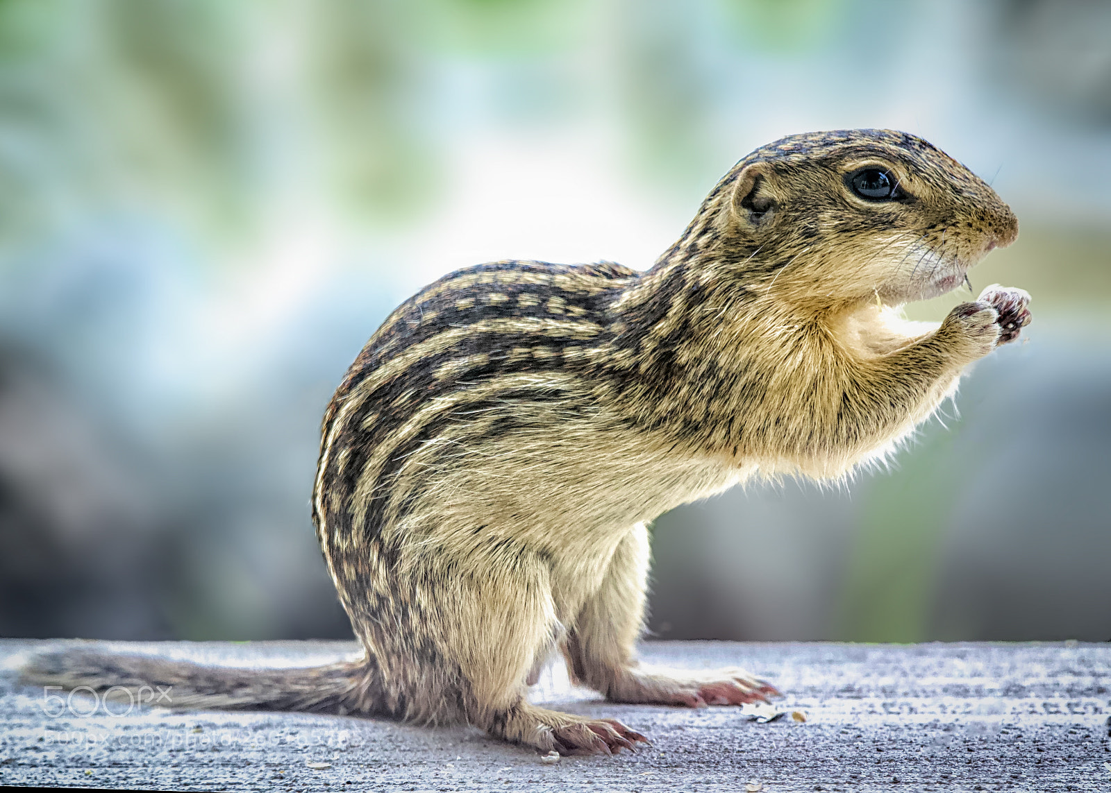 Canon EOS 60D sample photo. Thirteen-lined ground squirrel photography