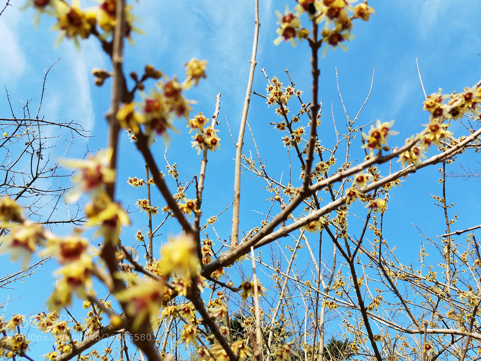 Samsung Galaxy S7 Edge sample photo. Spring - minh photography