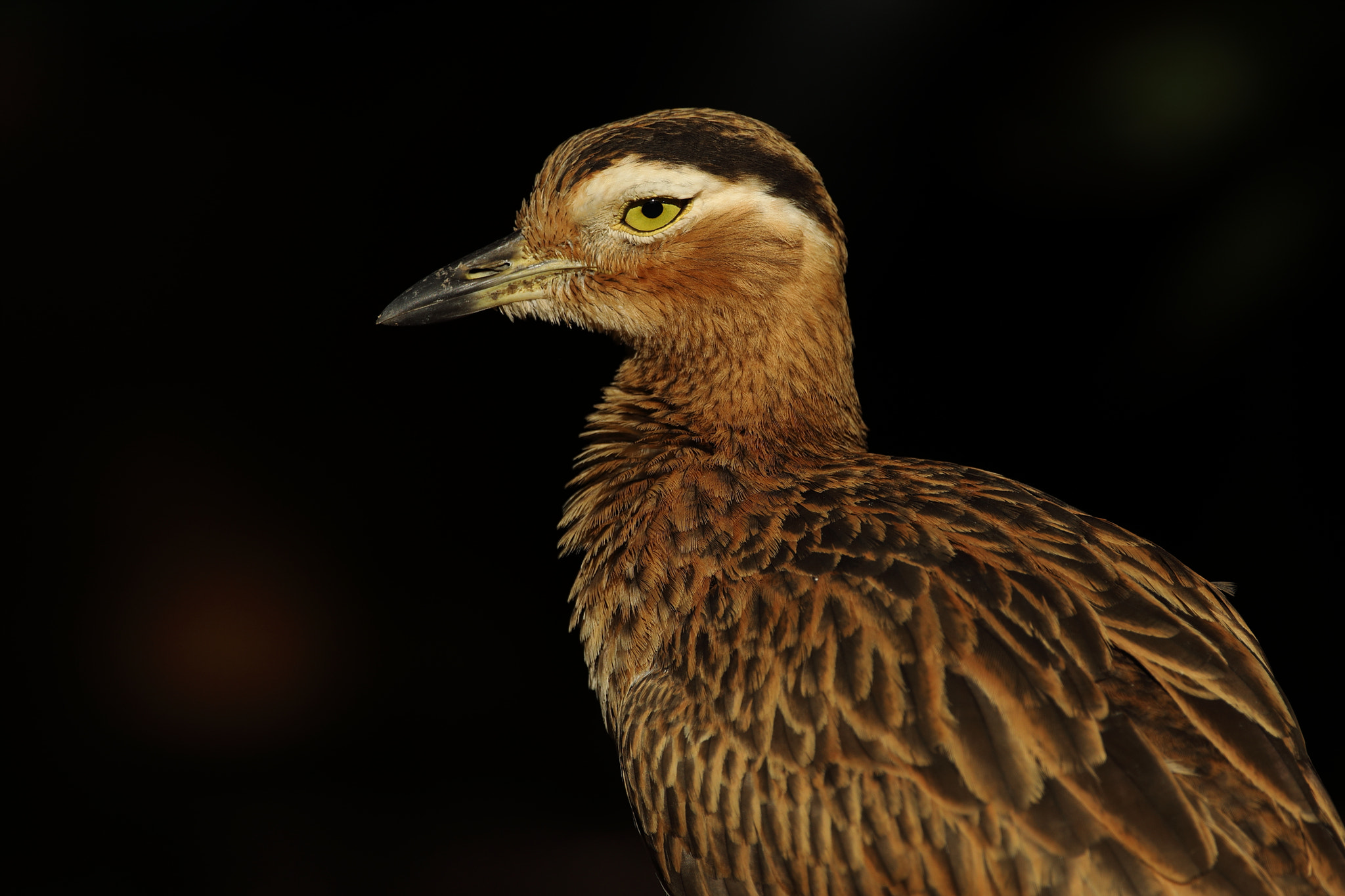Canon EOS 5D Mark IV sample photo. Double-striped thick-knee photography