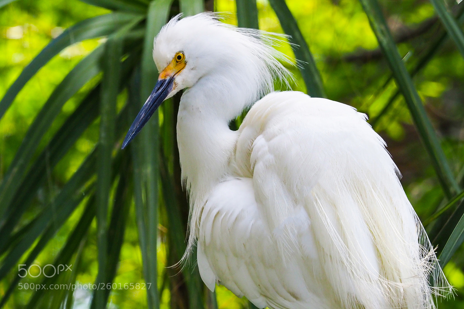 Olympus OM-D E-M1 Mark II sample photo. Snowy egret_2 photography
