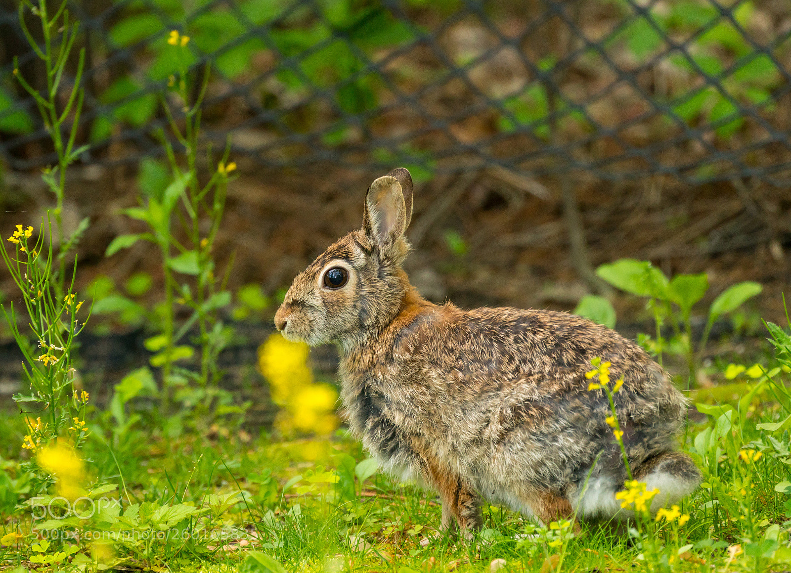 Sony a6300 sample photo. Rabbit photography