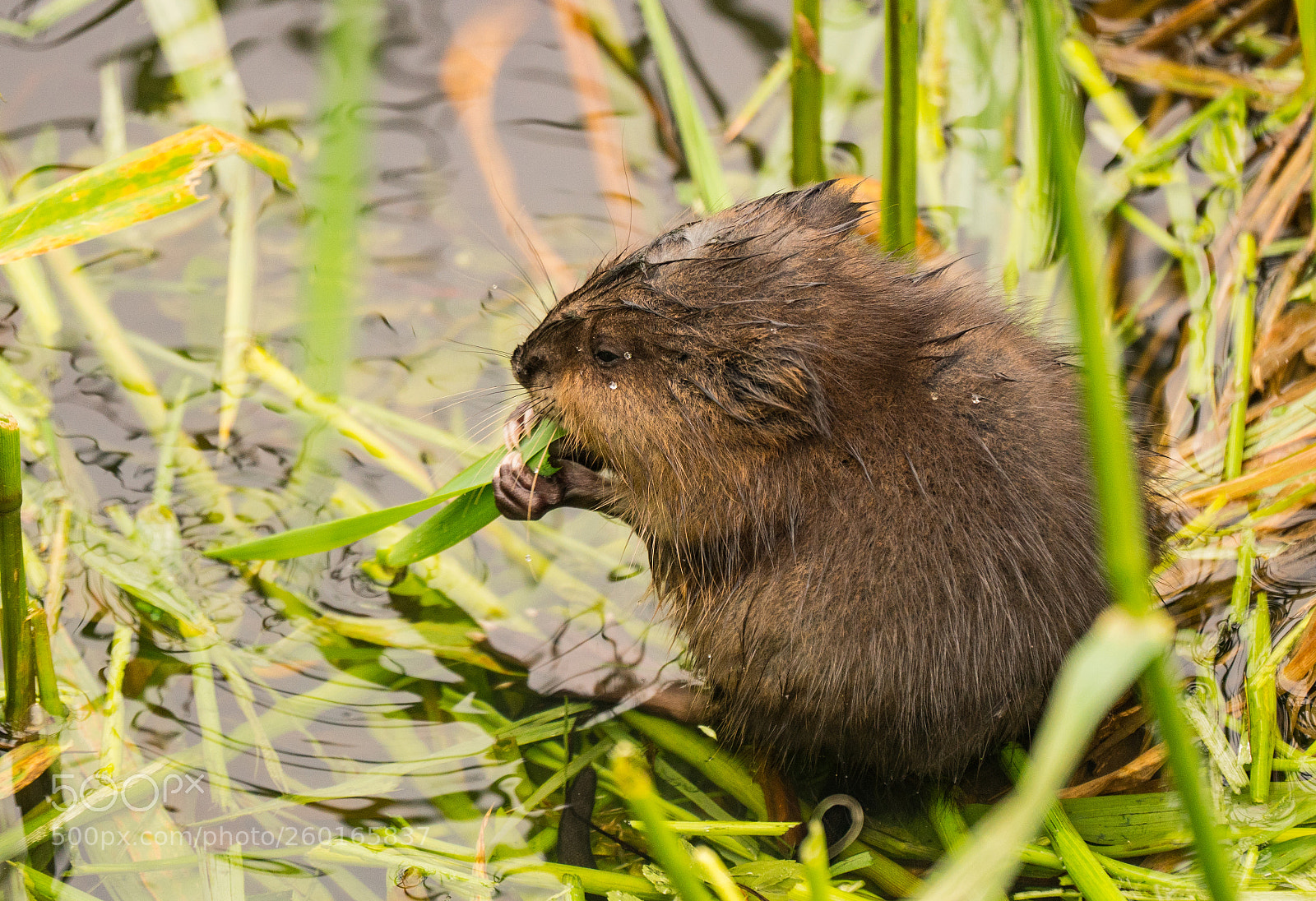 Sony a6300 sample photo. Young muskrat photography