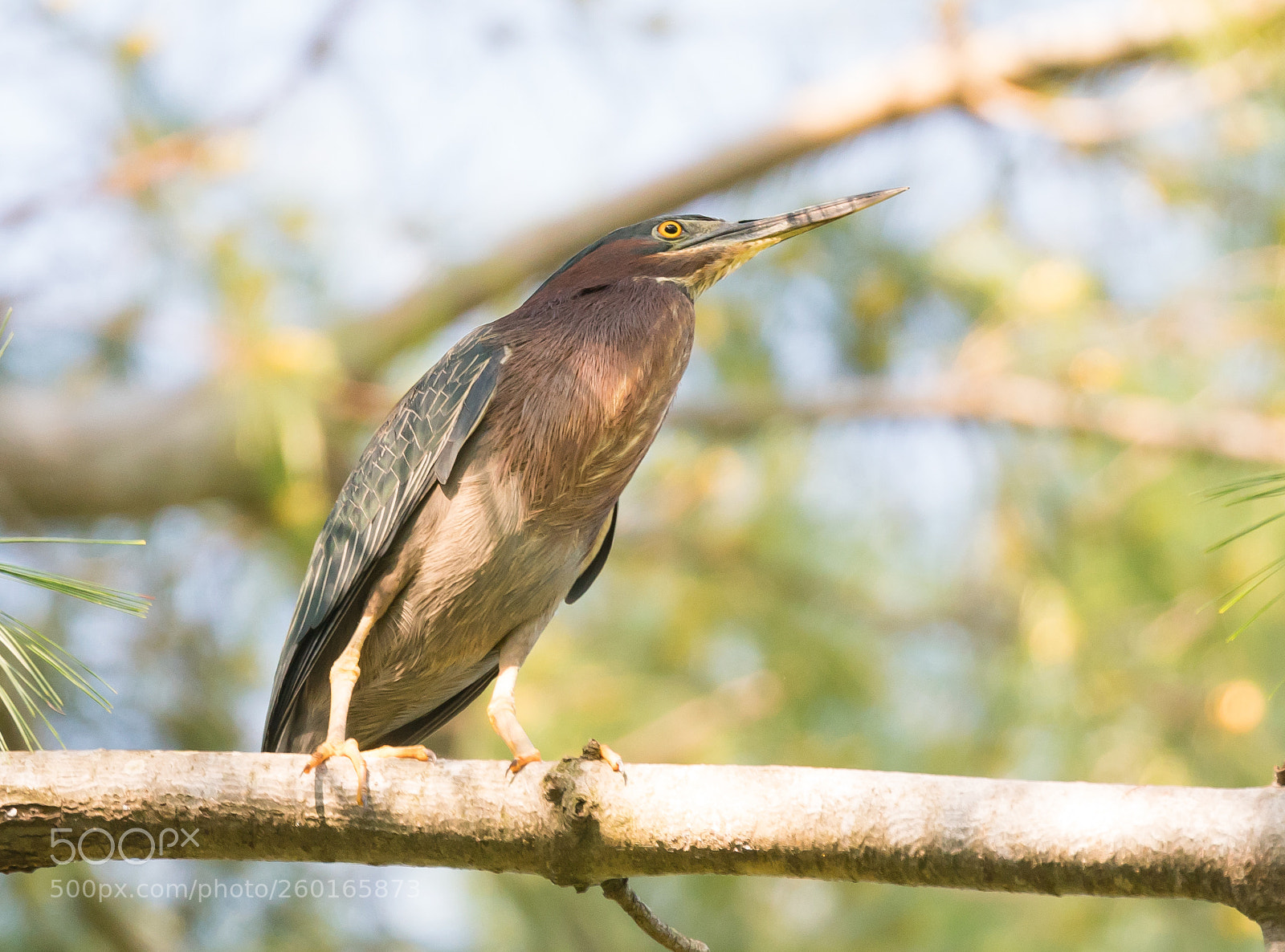 Sony a6300 sample photo. Green heron photography