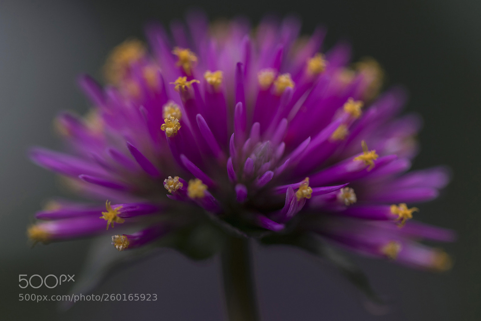 Canon EOS 7D Mark II sample photo. Purple explosion photography