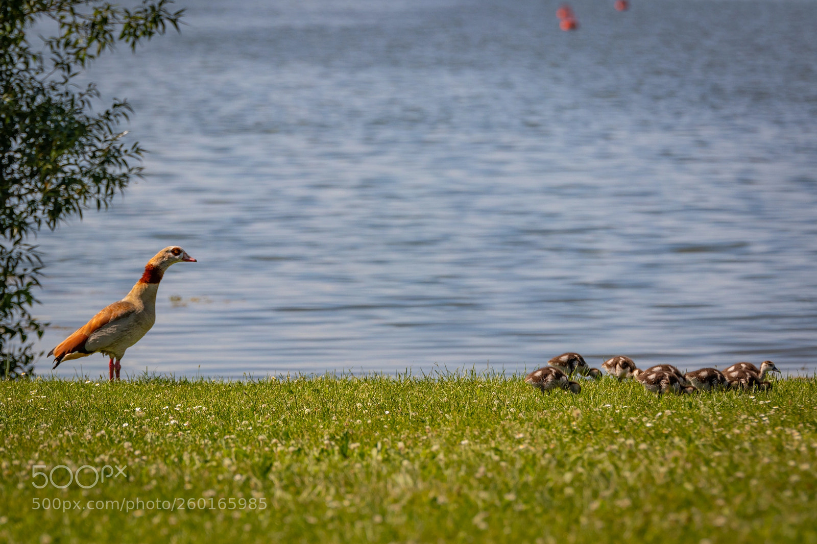 Canon EOS 80D sample photo. Familie nilgans photography