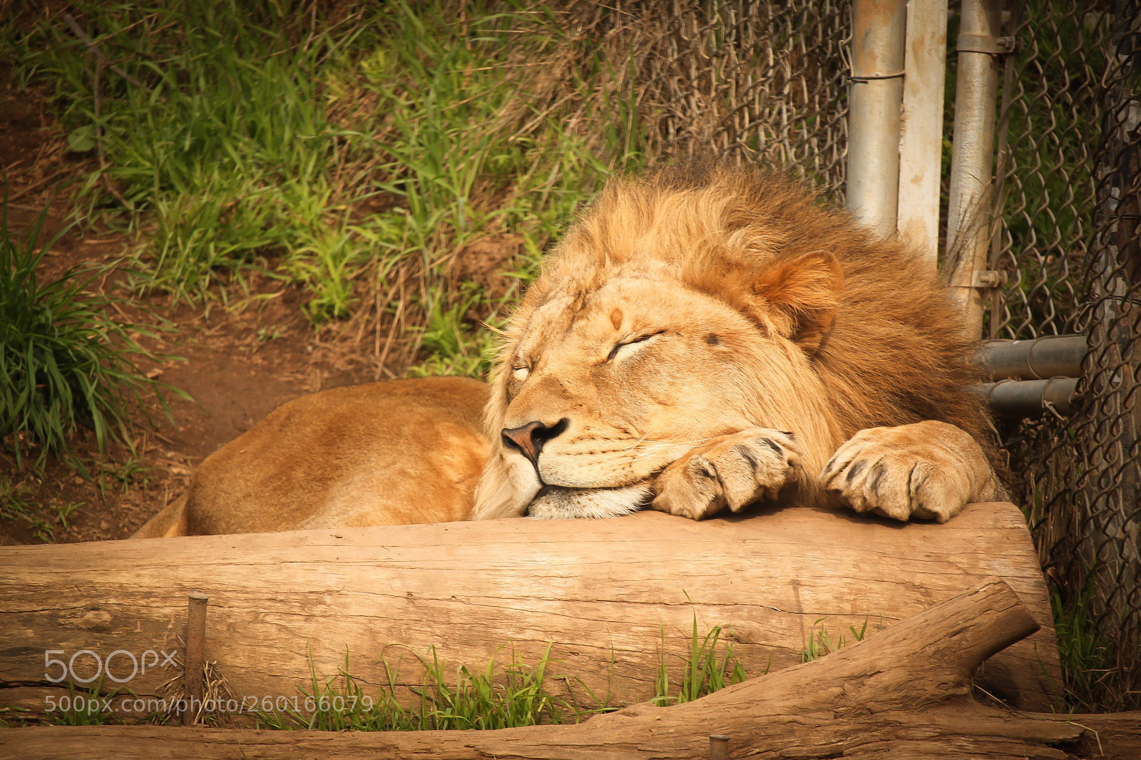 Canon EOS 500D (EOS Rebel T1i / EOS Kiss X3) sample photo. Lion photography