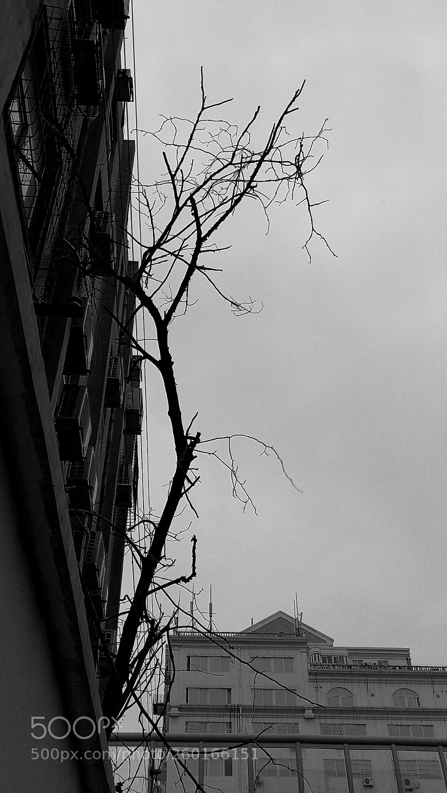 HUAWEI Mate 9 sample photo. 枯 photography