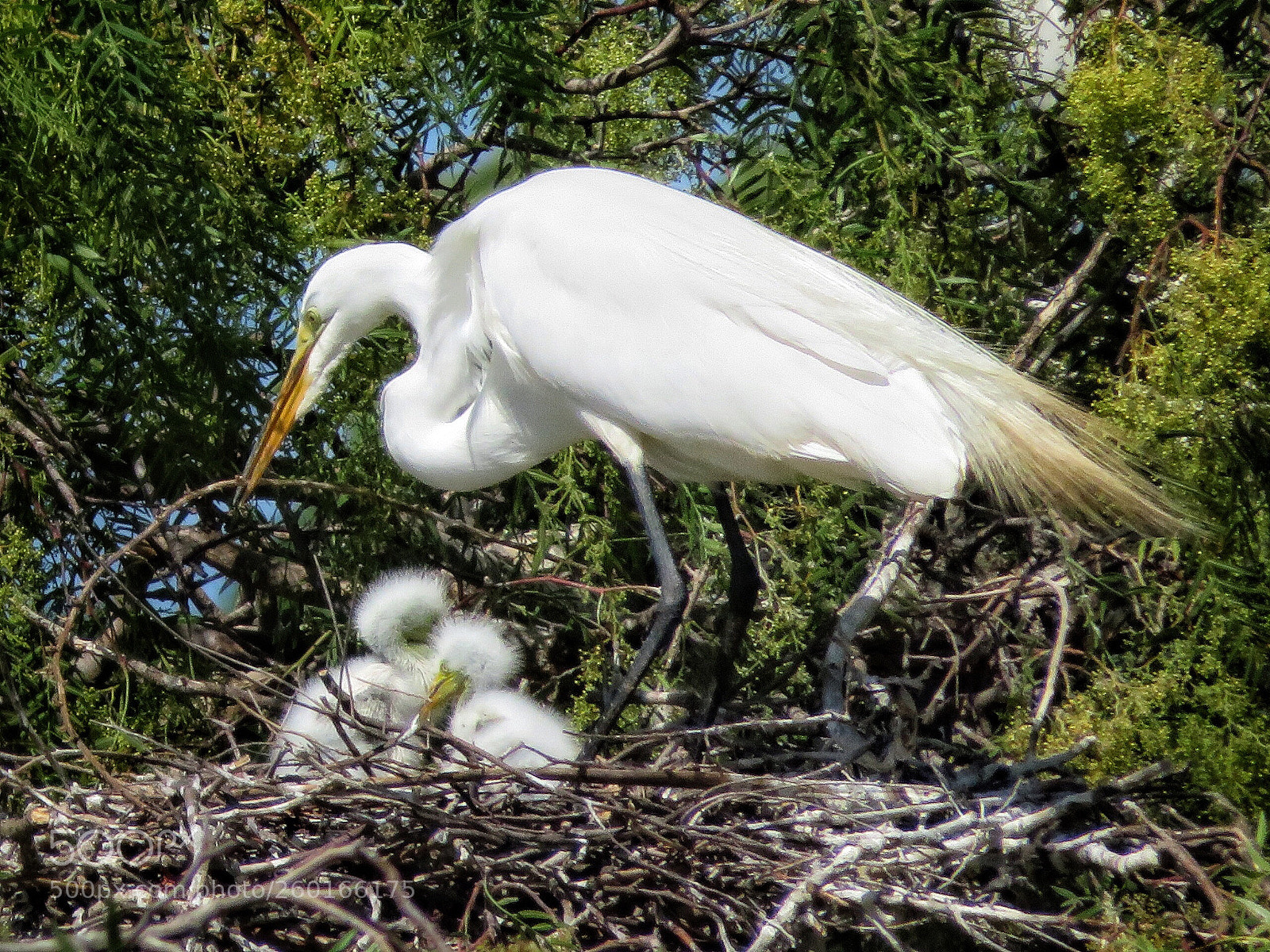 Canon PowerShot SX720 HS sample photo. Two fuzzballs in the photography