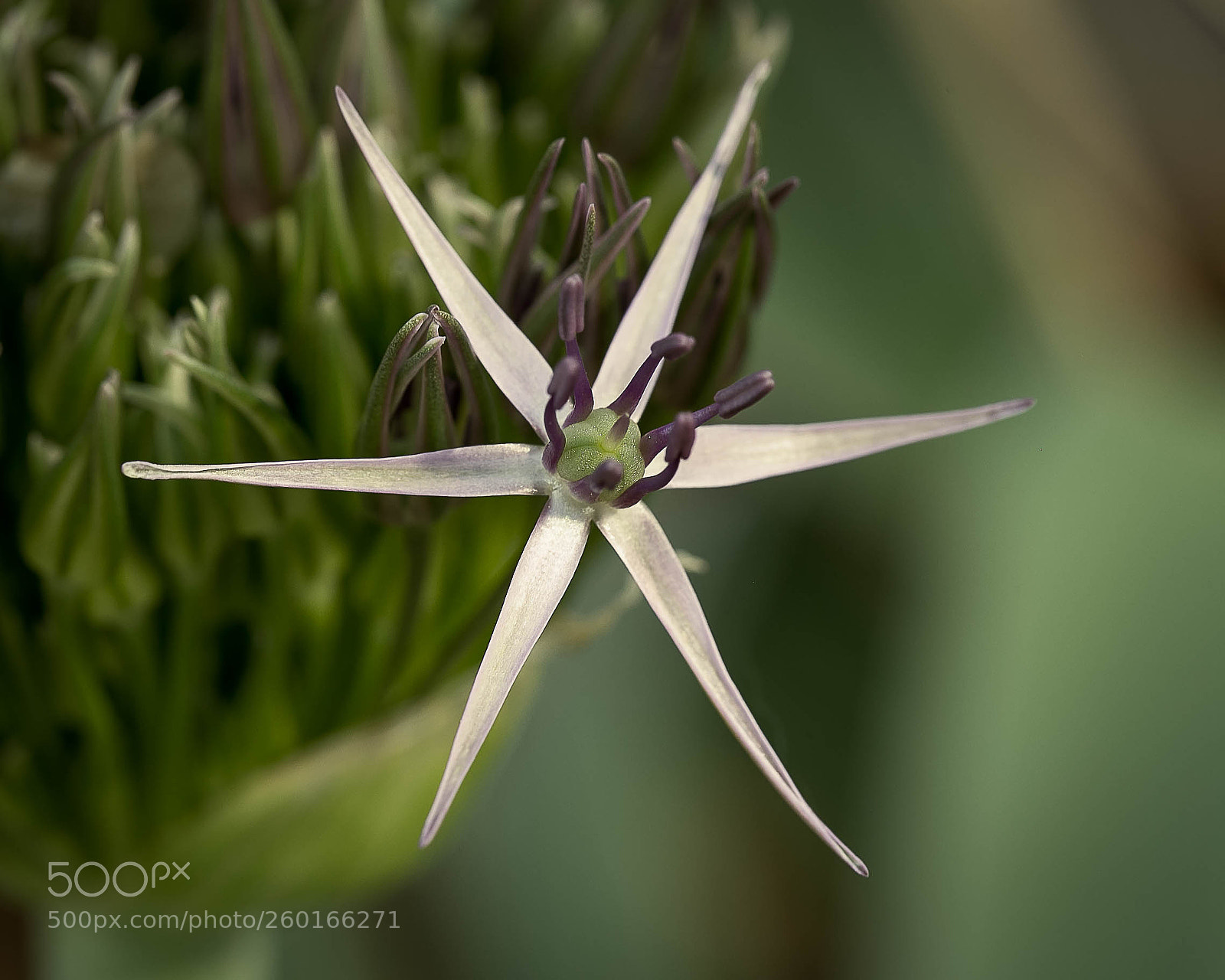 Canon EOS 6D sample photo. Star burst photography