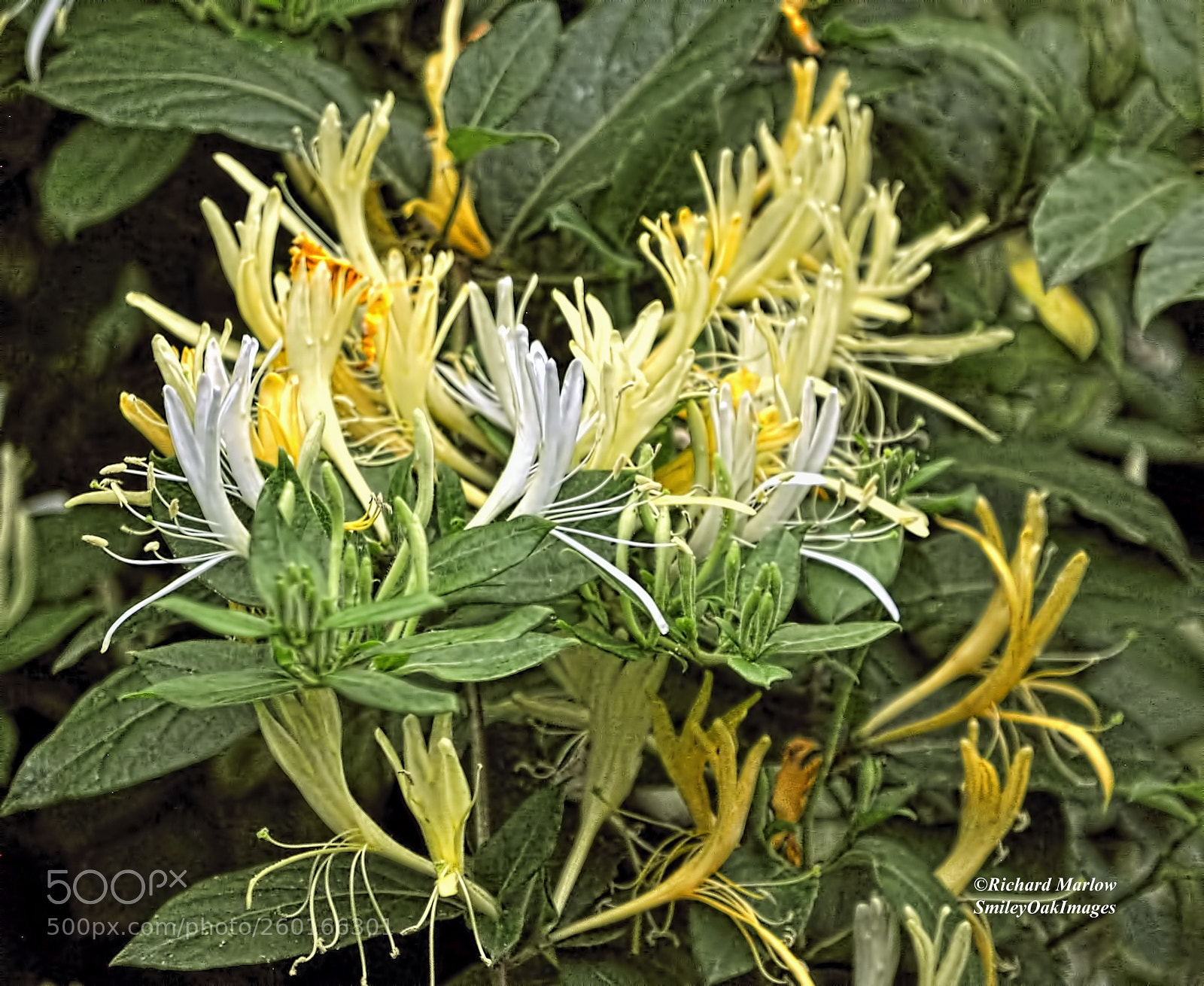 Nikon D5000 sample photo. Honeysuckle blooms photography