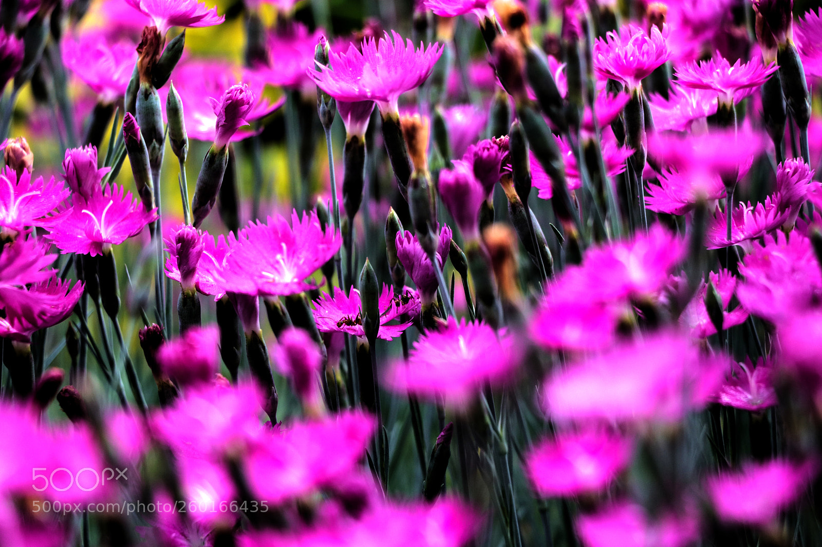 Canon EOS 80D sample photo. Flower bed photography