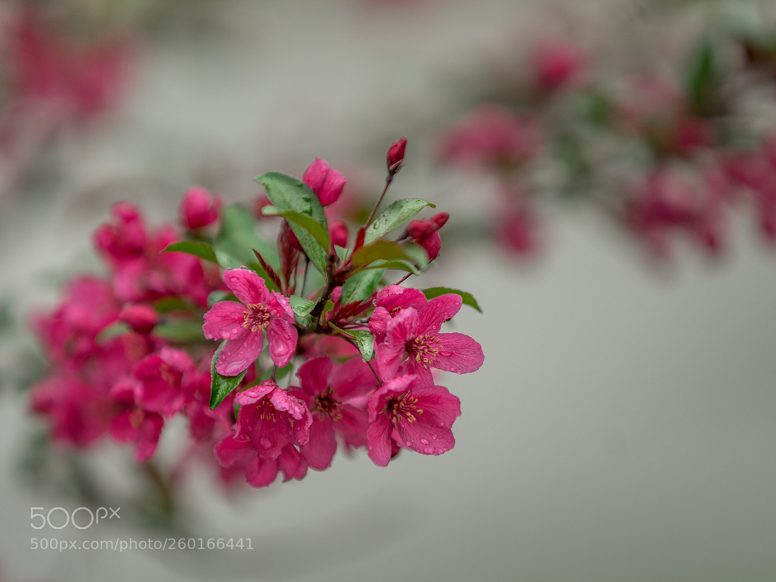 Sony a7 II sample photo. Pommetier... photography