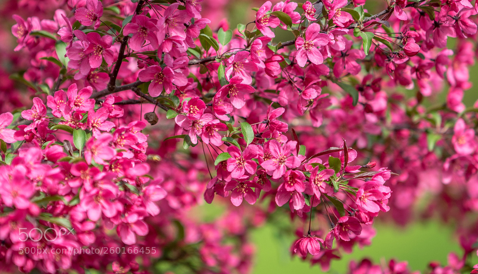 Sony a7 II sample photo. Pommetier en fleurs photography