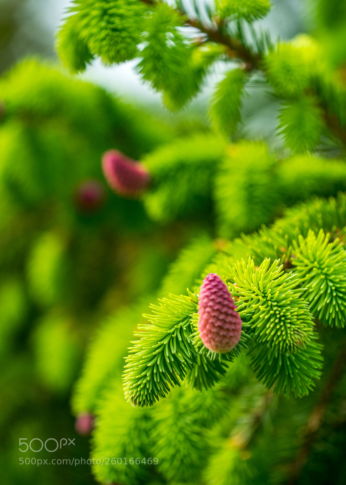 Sony a7 II sample photo. Green & pink ! photography