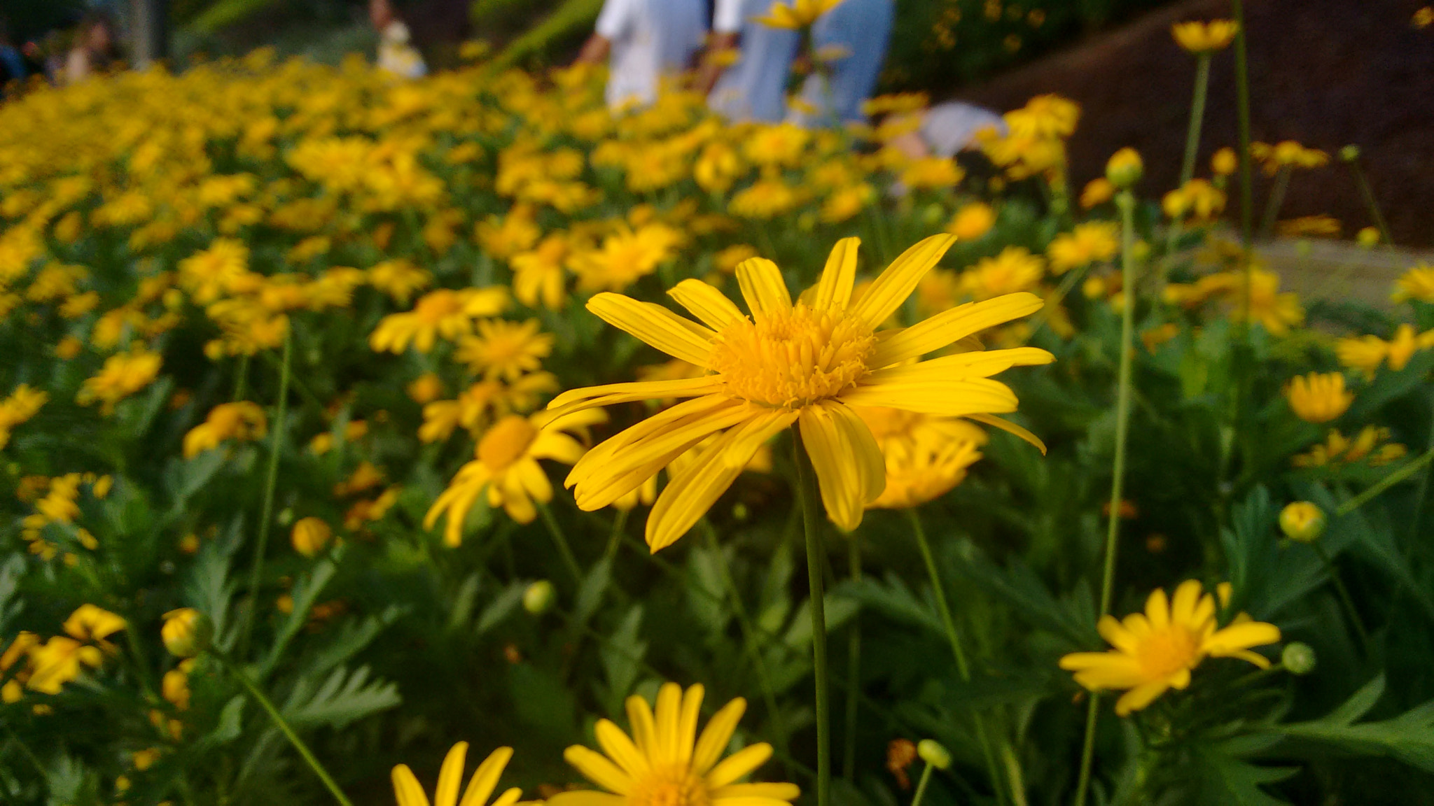 Motorola Moto G 2014 sample photo. Flower blur photography