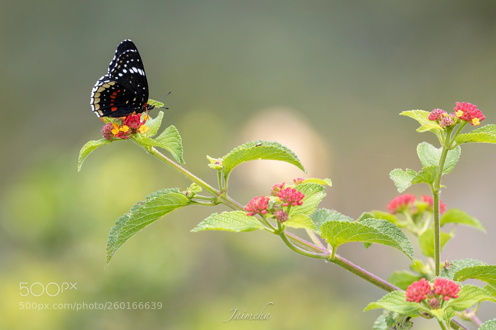Canon EOS 5D Mark IV sample photo. Butterfly photography