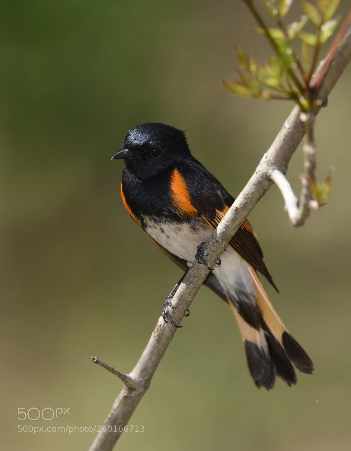 Nikon D750 sample photo. American redstart photography