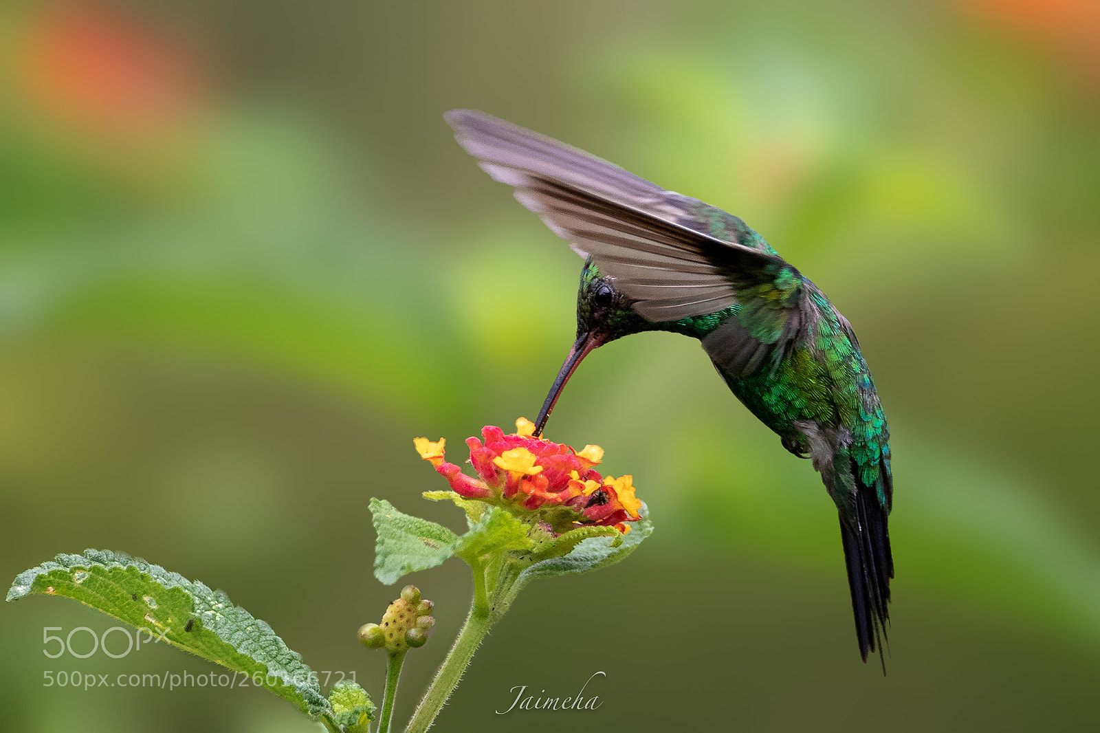 Canon EOS 5D Mark IV sample photo. Garden emerald hummingbird photography