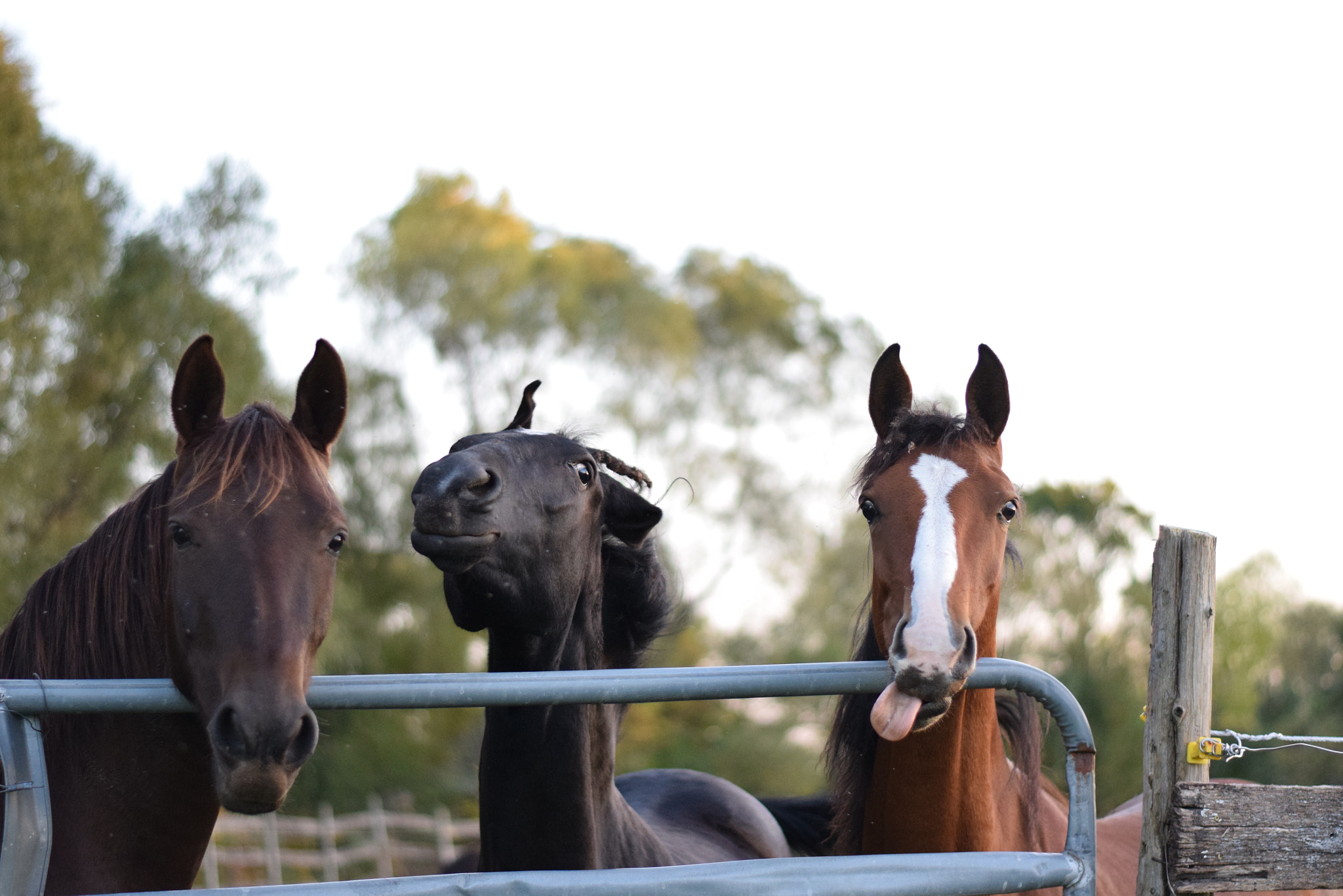 Nikon AF-S Nikkor 50mm F1.8G sample photo. The three stooges! photography