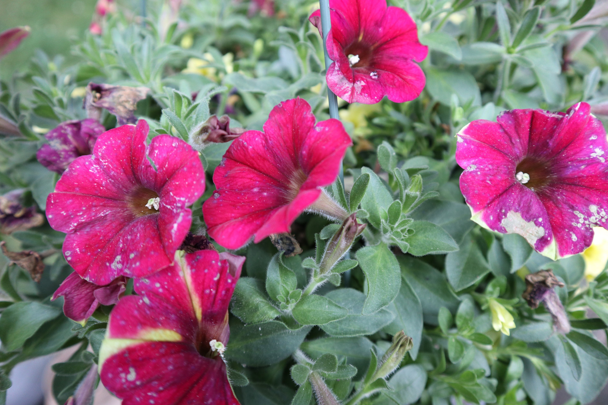 Canon EOS M100 sample photo. Waiting for the hummingbird and waiting and waiting... photography
