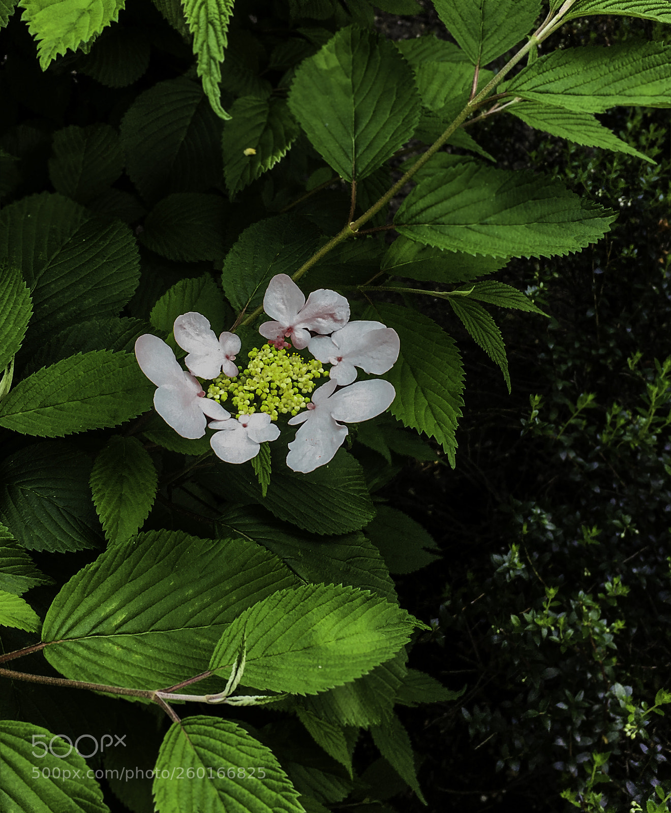 Apple iPhone 6s sample photo. A beautiful flower photography