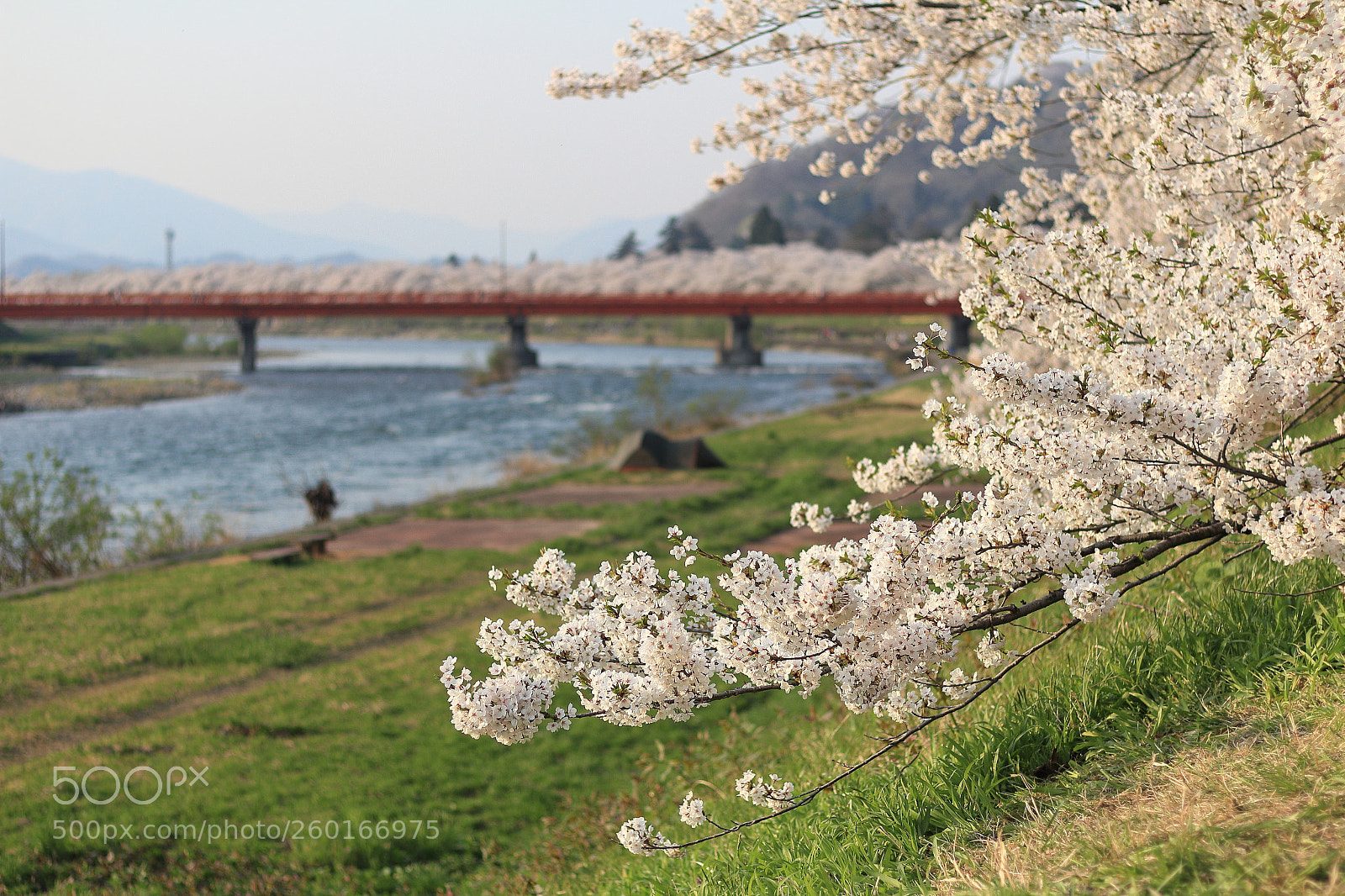 Canon EOS 60D + Canon EF 50mm F1.8 STM sample photo. Img photography