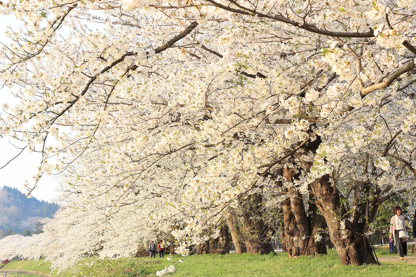 Canon EOS 60D + Canon EF 50mm F1.8 STM sample photo. Img photography